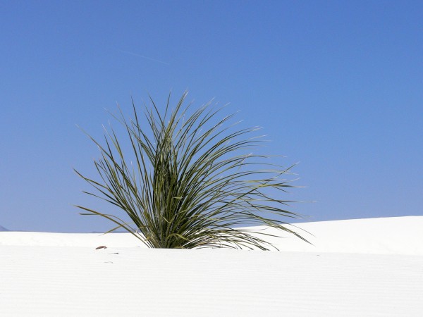 White Sands, New Mexico - (c) E Rockstroh (bdm).jpg